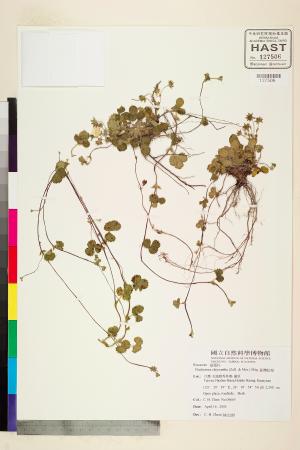 <a href="https://brmas.openmuseum.tw/muse/digi_object/65c6bc2516d0df35c5b14e39195adc6a" target="_blank">台灣蛇莓／中央研究院生物多樣性研究博物館植物標本館 (HAST)</a>