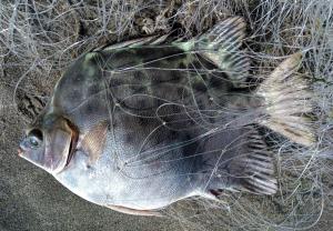 <a href="https://taieol.tw/muse/digi_object/dbe29e0662917c20f690f9d97b5ae745" target="_blank">金錢魚／By：allen83059／iNaturalist</a>