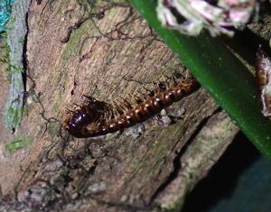 <a href="https://taieol.tw/muse/digi_object/c164e5156d3dfa91b82033c84558006d" target="_blank">Chamberlinius hualienensis／By：icecream80810／iNaturalist</a>