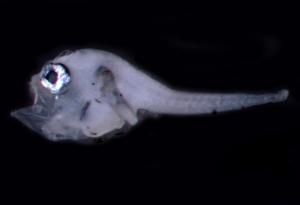 <a href="https://brmas.openmuseum.tw/muse/digi_object/928425ed7447ac00012c6d1507cb4ce4" target="_blank">叫姑魚／中央研究院生物多樣性研究博物館動物標本館 (ASIZ)</a>
