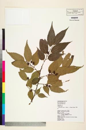 <a href="https://brmas.openmuseum.tw/muse/digi_object/65f4320efa82cd4e2dc4d26c9c04ff9c" target="_blank">糙葉樹／中央研究院生物多樣性研究博物館植物標本館 (HAST)</a>