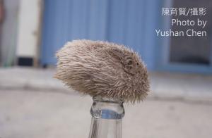 <a href="https://taieol.tw/muse/digi_object/efd118f2da9b6949b8d4edcffe90ab53" target="_blank">脊背壺海膽／By：陳育賢／陳育賢</a>