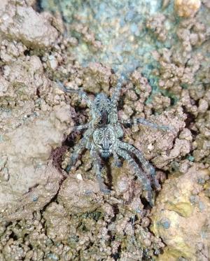 <a href="https://taieol.tw/muse/digi_object/b549149d36cadfad8e4522cd09dc81ab" target="_blank">長疣馬蛛／By：chengshou／iNaturalist</a>