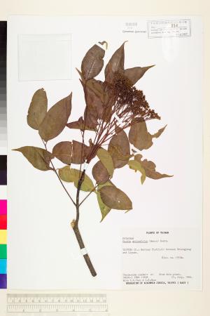 <a href="https://brmas.openmuseum.tw/muse/digi_object/661764308606a5f60bd6a0dfc9b7c548" target="_blank">臭辣樹(賊仔樹)／中央研究院生物多樣性研究博物館植物標本館 (HAST)</a>