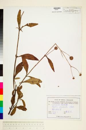 <a href="https://brmas.openmuseum.tw/muse/digi_object/661ad1ddc11ae9869d37ce673cad2c11" target="_blank">頭花香苦草(白冇骨消)／中央研究院生物多樣性研究博物館植物標本館 (HAST)</a>