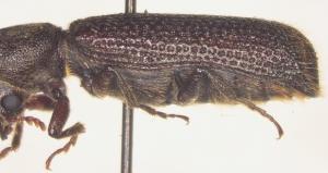 Parabostrychus acuticollis Lesne, 1913