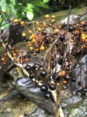 <a href="https://taieol.tw/muse/digi_object/d88cf9f9bcad8d7cc696b700d7639a13" target="_blank">山桐子／By：anniewang303／iNaturalist</a>