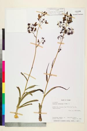 <a href="https://brmas.openmuseum.tw/muse/digi_object/6637847e8ee079cd5350360f4fecce8c" target="_blank">台灣藜蘆／中央研究院生物多樣性研究博物館植物標本館 (HAST)</a>