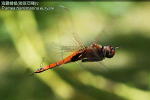 14-48 海霸蜻蜓(微斑亞種)
