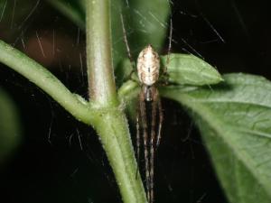 <a href="https://taieol.tw/muse/digi_object/b938db3d678e67da10c5db485ed2ff9a" target="_blank">橫帶高腹蛛／By：naturalist21411／iNaturalist</a>