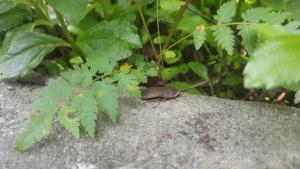 <a href="https://taieol.tw/muse/digi_object/ac54a4d8d8764cd33ca7a98ec8ace040" target="_blank">東方水蠊／By：chengian／iNaturalist</a>