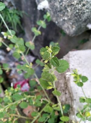<a href="https://taieol.tw/muse/digi_object/d89650e26bb75c44017cc9f97bb4efad" target="_blank">白花草／By：hsincandy／iNaturalist</a>