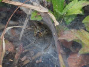<a href="https://taieol.tw/muse/digi_object/078ba239372ced3d7bf5ad1be5da4cec" target="_blank">長疣馬蛛／By：max822／iNaturalist</a>