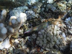 <a href="https://taieol.tw/muse/digi_object/94f20ce12e52875be13419ee9f040ac5" target="_blank">五帶錦魚／By：langzi／iNaturalist</a>