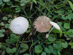 Volvariella pusilla(矮小包脚菇)