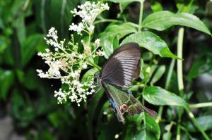 烏鴉鳳蝶 @Papilio bianor thrasymedes_台北陽明山