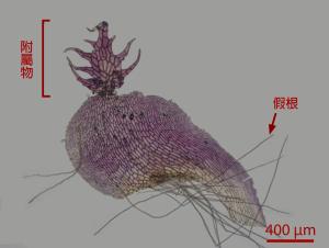 <a href="https://taieol.tw/muse/digi_object/3d0f025f5cf199254d0402694ab21eee" target="_blank">羽裂地錢／By：姚奎宇／太魯閣國家公園管理處</a>