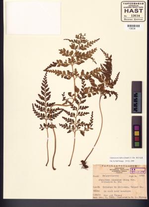 <a href="https://brmas.openmuseum.tw/muse/digi_object/66bf63427aff2c4db9f675288f0051f3" target="_blank">闊片烏蕨／中央研究院生物多樣性研究博物館植物標本館 (HAST)</a>