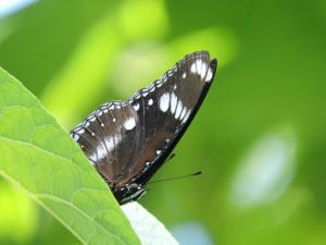 <a href="https://taieol.tw/muse/digi_object/ec4fed37804111fda54512ab48f0f950" target="_blank">幻蛺蝶／By：shaurong／iNaturalist</a>
