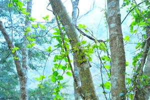 <a href="https://taieol.tw/muse/digi_object/cbe09baa1b7f42cd88b479716af6bcf9" target="_blank">臺灣槲寄生／By：彭鏡毅／臺灣物種名錄(TaiCOL)</a>