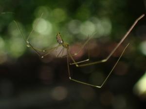 <a href="https://taieol.tw/muse/digi_object/e1e8381ae9cd9fc3d7f47e344ad7e8c6" target="_blank">擬幽靈蛛／By：naturalist21411／iNaturalist</a>