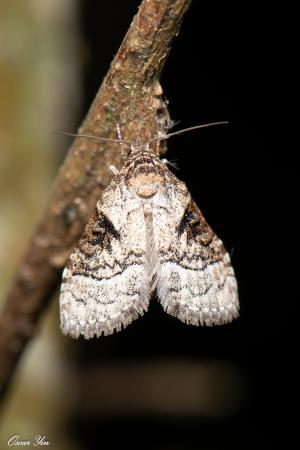 <a href="https://taieol.tw/muse/digi_object/7c9aa16157c764f26d5257f3eb85b73e" target="_blank">Meganola triangulalis／By：oscaryin／iNaturalist</a>