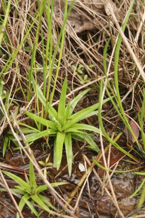 菲律賓穀精草-Eriocaulaceae榖精草科-穀精草屬-Eriocaulon truncatum-IMG_3102