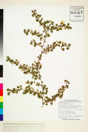 <a href="https://brmas.openmuseum.tw/muse/digi_object/66ea52f1e105da8a53a80445741f3931" target="_blank">台灣茶藨子／中央研究院生物多樣性研究博物館植物標本館 (HAST)</a>