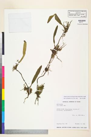 <a href="https://brmas.openmuseum.tw/muse/digi_object/66f012460c125007c5eda99a8ee9c8da" target="_blank">綠花寶石蘭／中央研究院生物多樣性研究博物館植物標本館 (HAST)</a>