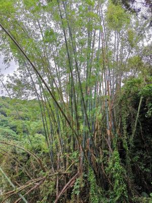 <a href="https://taieol.tw/muse/digi_object/439649ce87487aaf8a8c6635654bbd0c" target="_blank">刺竹／By：fernslu／iNaturalist</a>