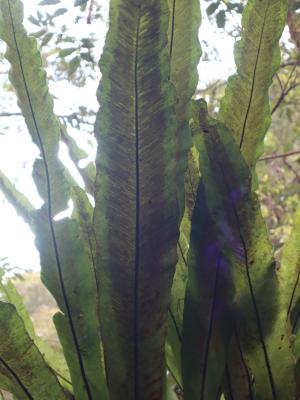 <a href="https://taieol.tw/muse/digi_object/d6cd61a9947b0a15eda3560ab387fb7c" target="_blank">山蘇花／By：sandy-huiping／iNaturalist</a>