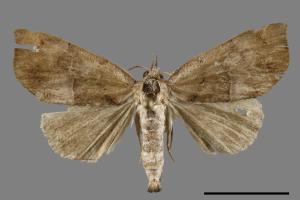 <a href="https://fact.tfri.gov.tw/muse/digi_object/032f18d4dc2aaac7a35d1cb08cc1e157" target="_blank">Hepatica indentalis／林業試驗所昆蟲標本館</a>