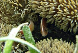 <a href="https://fishdb.sinica.edu.tw/muse/digi_object/0fc11f1bd942db4861ea3b9427e26340" target="_blank">Amphiprion perideraion@fishdb-media-5971／陳靜怡</a>
