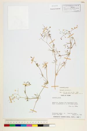 <a href="https://brmas.openmuseum.tw/muse/digi_object/674ceaa1a33093975b8dbc7b8e4686c4" target="_blank">大爪草／中央研究院生物多樣性研究博物館植物標本館 (HAST)</a>