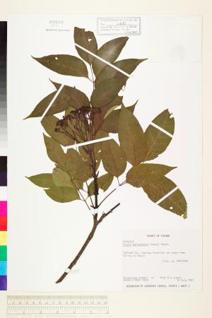<a href="https://brmas.openmuseum.tw/muse/digi_object/674d28d1fd3363b05dfcd351ebdbdaf6" target="_blank">臭辣樹(賊仔樹)／中央研究院生物多樣性研究博物館植物標本館 (HAST)</a>