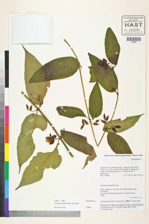 <a href="https://brmas.openmuseum.tw/muse/digi_object/676e150c95999fd3b48c718c61307513" target="_blank">Leycesteria／中央研究院生物多樣性研究博物館植物標本館 (HAST)</a>