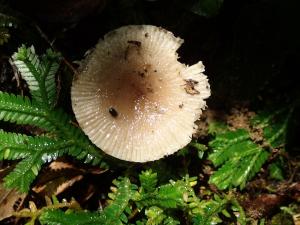 Russula sororia(茶黃紅菇)