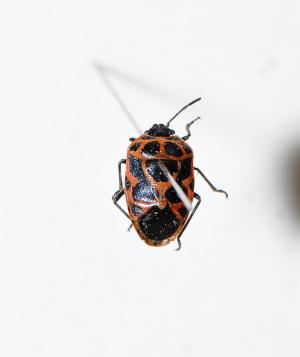 六斑菜椿象 Eurydema dominulus