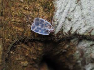 <a href="https://taieol.tw/muse/digi_object/90c8dfd141400e185c521c6c2ee2b33a" target="_blank">Borysthenes maculatus／By：yusufung／iNaturalist</a>