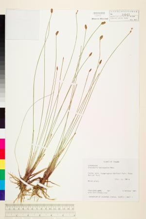 <a href="https://brmas.openmuseum.tw/muse/digi_object/6783a894328786db4f9fa918d62de31f" target="_blank">四角藺／中央研究院生物多樣性研究博物館植物標本館 (HAST)</a>