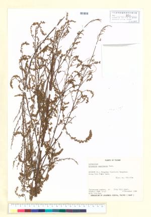 <a href="https://brmas.openmuseum.tw/muse/digi_object/6792eacea8aea530f88428823aa7bfef" target="_blank">茵陳蒿／中央研究院生物多樣性研究博物館植物標本館 (HAST)</a>
