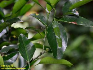 <a href="https://taieol.tw/muse/digi_object/e340fc5cee984d30dd292f5768913689" target="_blank">大鳳蝶／By：kinmatsu／iNaturalist</a>