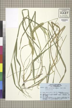 <a href="https://brmas.openmuseum.tw/muse/digi_object/67ac737cf652e4596c09e1c3f5ad6aac" target="_blank">褐毛狗尾草／中央研究院生物多樣性研究博物館植物標本館 (HAST)</a>