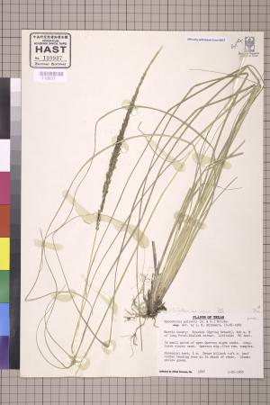 <a href="https://brmas.openmuseum.tw/muse/digi_object/67adb26ccbe88a9ec598cdf6e659d0a4" target="_blank">鼠尾粟屬／中央研究院生物多樣性研究博物館植物標本館 (HAST)</a>