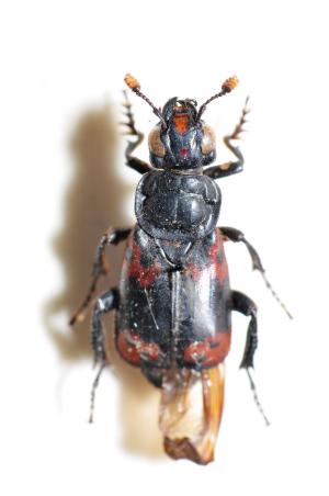 橙斑埋葬蟲 Nicrophorus nepalensis