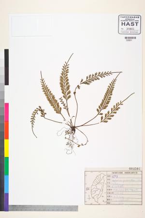 <a href="https://brmas.openmuseum.tw/muse/digi_object/67c98b001e365a8cc26bc2206ad1b17e" target="_blank">長生鐵角蕨／中央研究院生物多樣性研究博物館植物標本館 (HAST)</a>