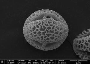 <a href="https://ntm-naturearchive.openmuseum.tw/muse/digi_object/52b233ef64e87320ac6f47ef686e1a9f" target="_blank">珊瑚樹／國立臺灣博物館</a>