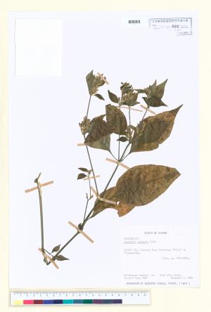 <a href="https://brmas.openmuseum.tw/muse/digi_object/67e71b6043bf52ee2ef7a6152b1f40a9" target="_blank">槍刀菜屬／中央研究院生物多樣性研究博物館植物標本館 (HAST)</a>