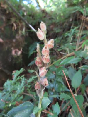 <a href="https://taieol.tw/muse/digi_object/9a39a3224770b56b99899dcbd32ddd1c" target="_blank">高嶺斑葉蘭／By：naturalist14740／iNaturalist</a>