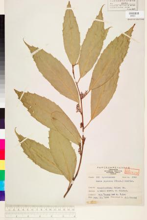<a href="https://brmas.openmuseum.tw/muse/digi_object/67fb5d9cfe9d11672e3dda8aff57c18a" target="_blank">山桂花／中央研究院生物多樣性研究博物館植物標本館 (HAST)</a>